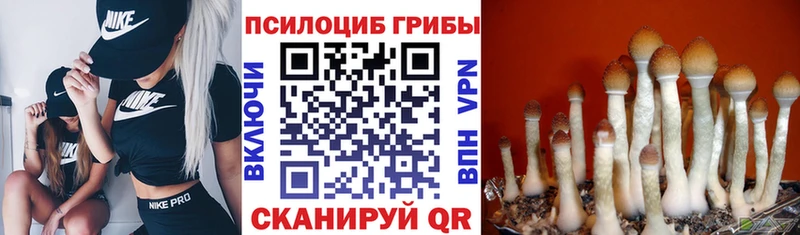 Купить закладки  Зверево  Галлюциногенные грибы GOLDEN TEACHER 